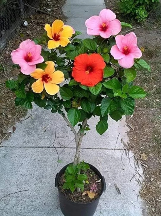 Multi-Grafted Hibiscus Plant(4-6) Colour