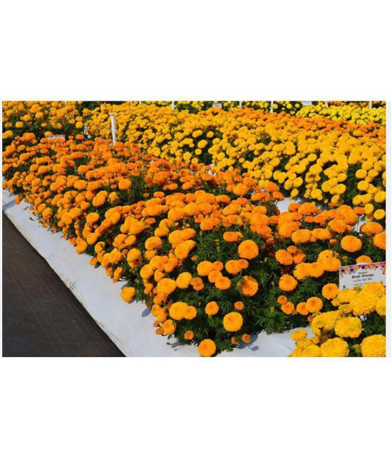 homeagro - Marigold Flower ( 50 Seeds )