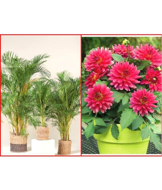 Shivam organic Seeds Combo - Areca palm Plant ( 5 Seeds ) and Dahlia Mixed Flower ( 25 Seeds )