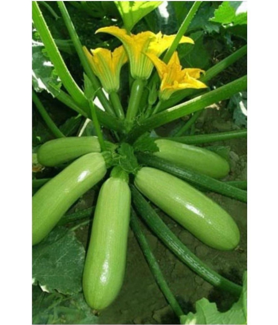 Zucchini High Yielding Hybrid Light Green Long Squash Seeds - Pack of 10 Seeds