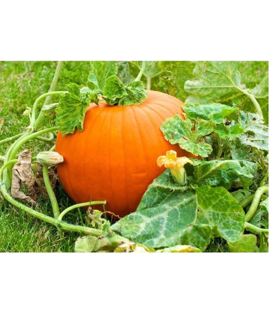 BIG MAX PUMPKIN - ORGANIC - HEIRLOOM VEGETABLE - 10 SEEDS