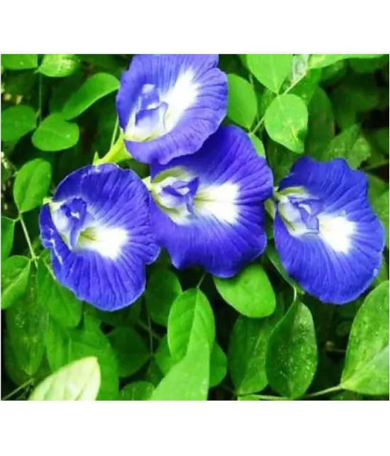 CLASSIC GREEN EARTH - Iphomia Flower ( 50 Seeds )