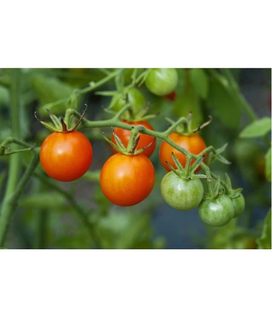 homeagro - Tomato Vegetable ( 100 Seeds )