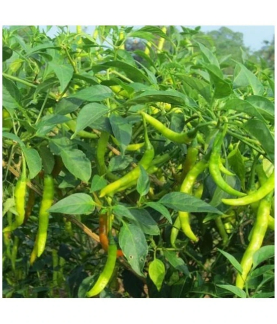 homeagro - Chilli Vegetable ( 50 Seeds )