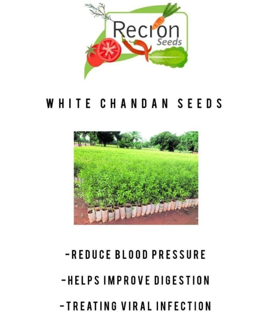 Recron Seeds - Sandalwood Plant ( 10 Seeds )