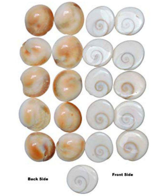 RUDRAS NATURAL GOMTI CHAKRA - 21 PIECES