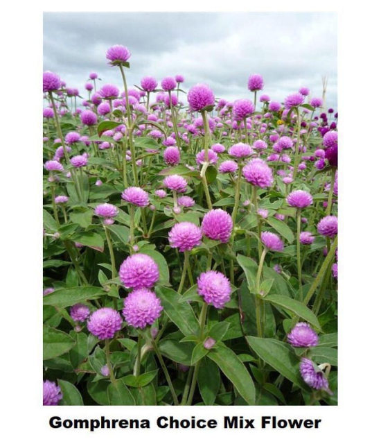 Gomphrena (Mixed Color) Flower Seeds (Pack of 20 Seeds)