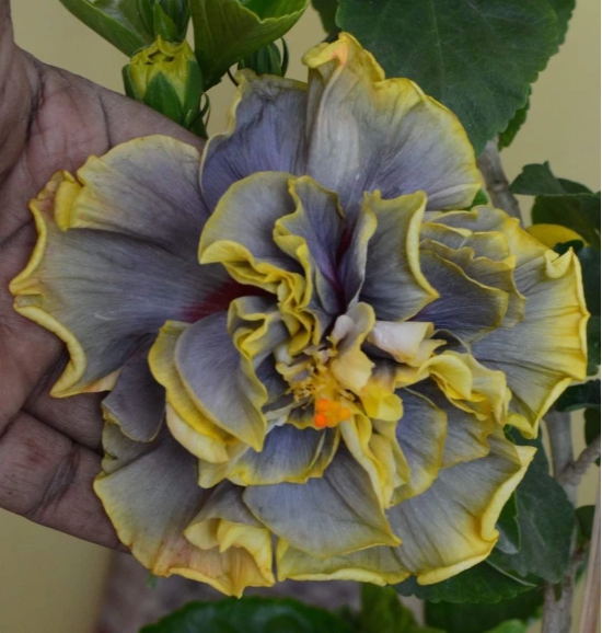 American Thoka Hibiscus Plant