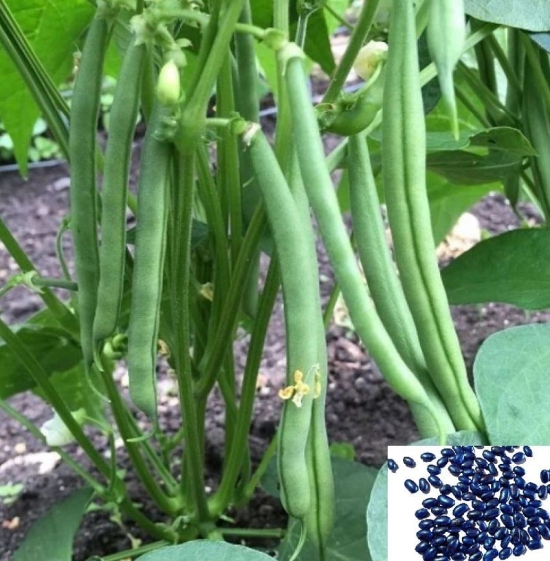 homeagro French Beans vegetables hybrid seeds | p