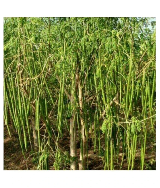 Dwarf Hybrid Drumstick Moringa Oleifera Short Dwarf Variety Vegetable Seeds Pack Of 15 Seeds