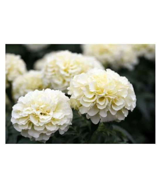 AGREY FRENCH WHITE MARIGOLD 30 SEEDS ( PACK OF 2)