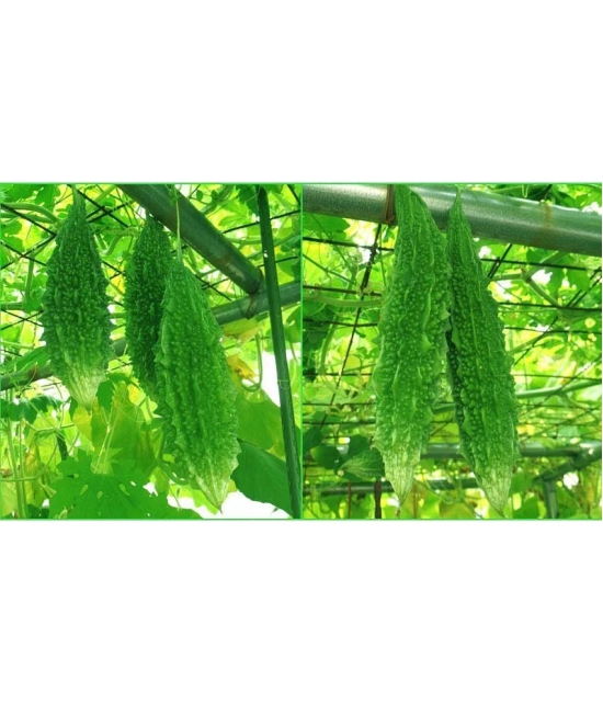 homeagro - Bitter Gourd Vegetable ( 20 Seeds )