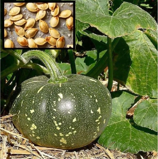 homeagro F1 PUMPKIN NAGARJUNA VI VEGETABLE HYBRID