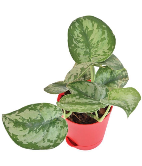 UGAOO Money Satin Natural Live Indoor Plant with Pot