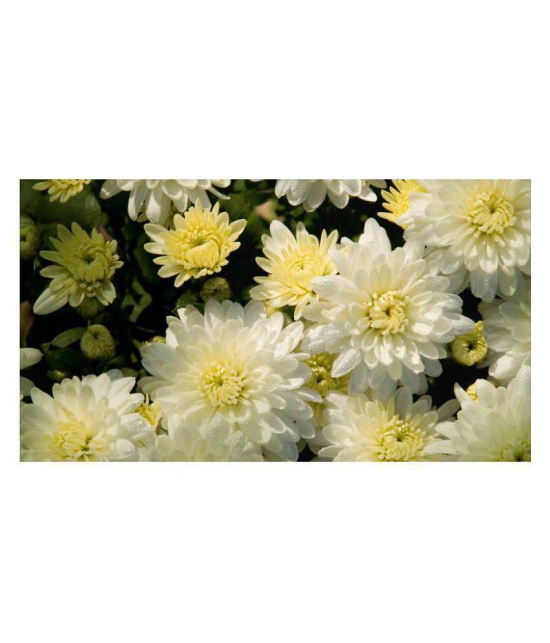 Chrysanthemum Opera White Mix German Breed 30+ Seeds with growing cocopeat