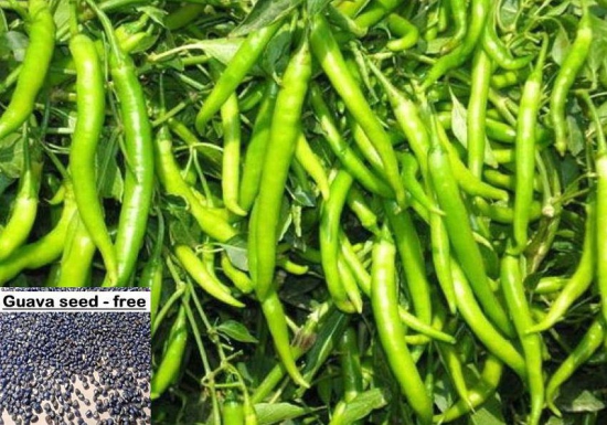 homeagro - Chilli Vegetable ( 50 Seeds )