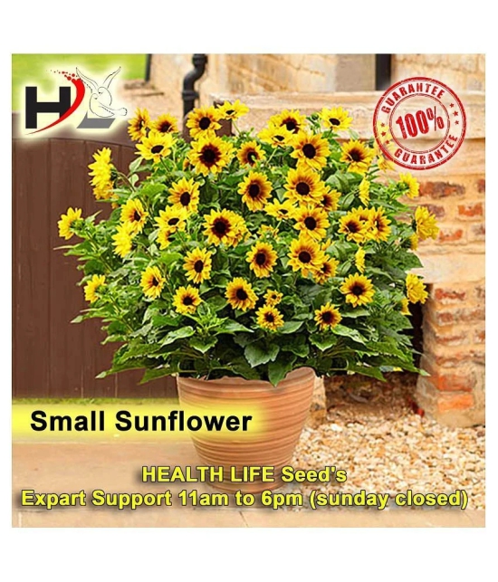 HL-COMBO-Sunflower, Dhalia, Aster, Marigold and FREE Lotus Seeds