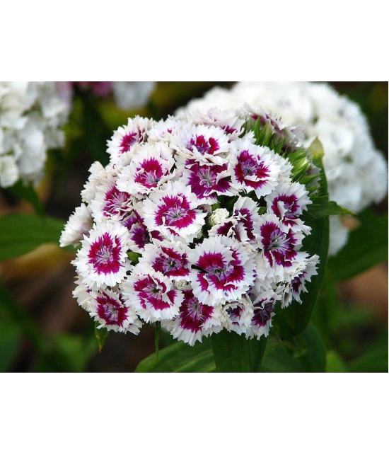 CLASSIC GREEN EARTH - Sweet William Flower ( 70 Seeds )