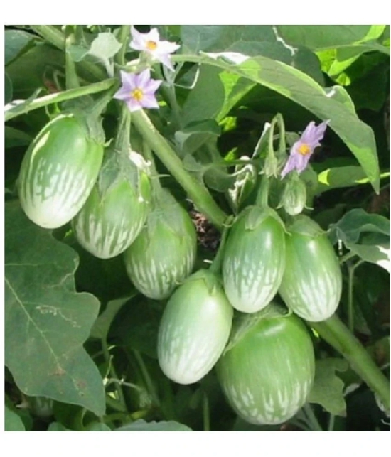 BRINJAL GREEN GOL Seed, F1 Hybrid (50 seeds)