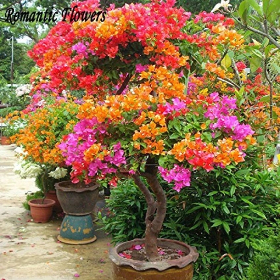 M-Tech Gardens Bonsai Multicolour Summer Rainbow Bougainvillea Flower Plant Seeds - 40 Seeds/Pack + Instruction Manual Inside The Package