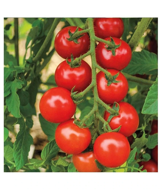 Recron Seeds Red Cherry Tomato Vegetable Seeds Pack Of 50 Seeds