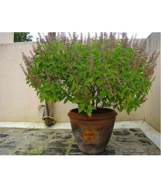 Tulsi plant seeds - Ram tulsi seeds- krishna Tulsi seeds - Ocimum sanctum seeds - Holy Basil seeds, Tusli, Tulasi, Madura-tala – Tulshi seeds – 50 seeds