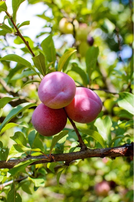 Hybrid Alubukhra- Grafting Fruit Plant