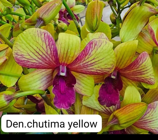 Dendrobium Chutima Yellow