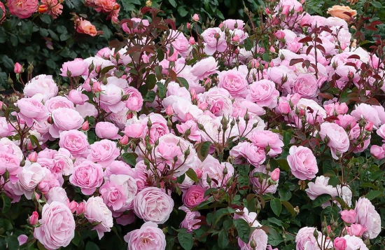 Climbing Rose Plant For Gardening