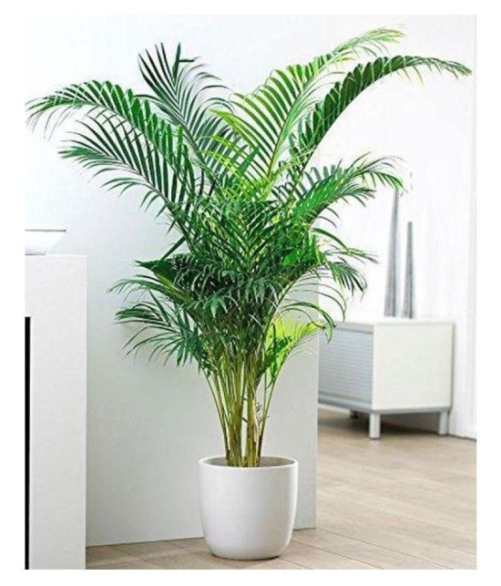 Areca Palm Seeds ( 5 seeds ) - Indoor & Outdoor Plant- Best Household Plant,Garden & Ornamental Plant Seeds