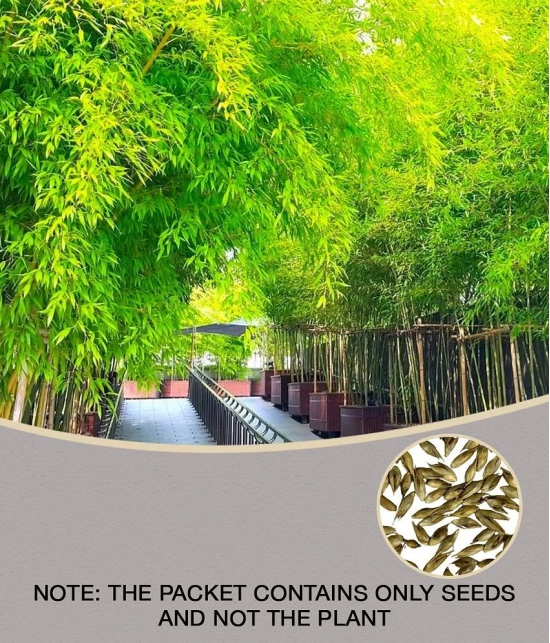 homeagro - Bamboo Plant ( 20 Seeds )