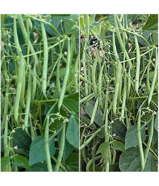 French bean 30 seeds high germination seeds with instruction manual