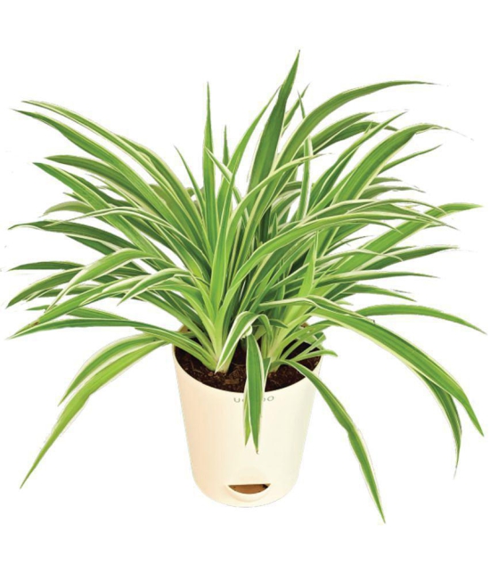 UGAOO Spider Indoor Live Plant - Medium