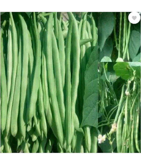 CLASSIC GREEN EARTH - French Beans Vegetable ( 60 Seeds )