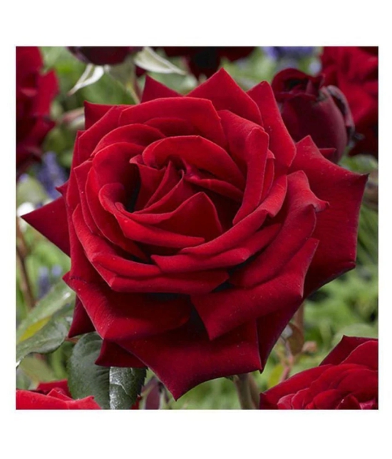 siya rose flower hybrid seeds