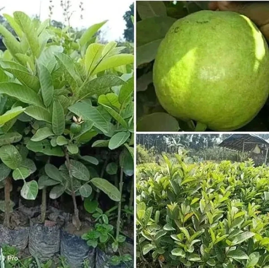 Thai-7 Guava Fruit Plant