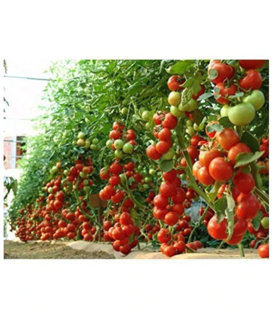 F1 Hybrid Tomato Seeds , high yielding variety, For All Season pack of 250 seeds