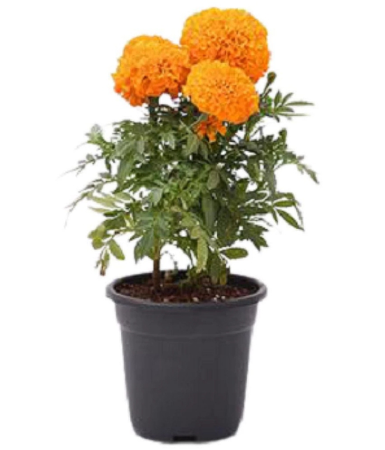 Genda Phool narangi marigold orange pack of 50 seeds