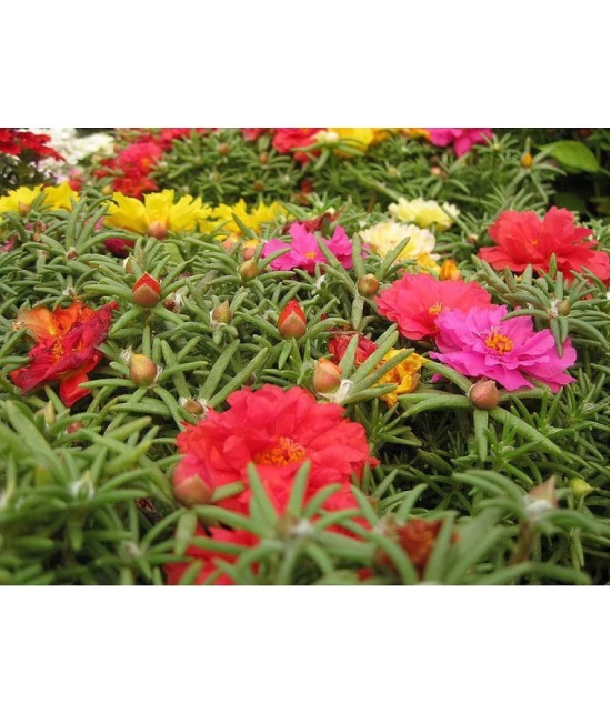 PORTULACA FLOWER MIX COLOR 100 SEEDS PACK FLOWER PLANT SEEDS WITH FREE GIFT COCO PEAT AND USER MANUAL FOR HOME GARDENING