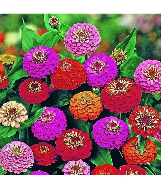 homeagro - Zinnia Mixed Flower ( 20 Seeds )