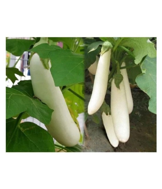 White Long Brinjal (Bengan) Eggplant Hybrid - 50 Seeds