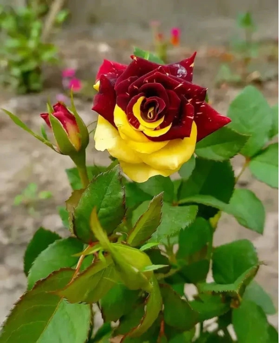 Abracadabra Rose Flower Plant