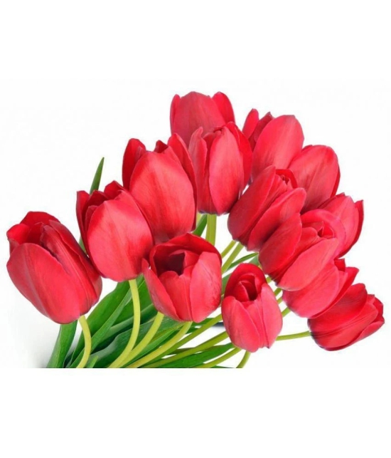 Nema Red Tulip Seeds - 10 Pcs