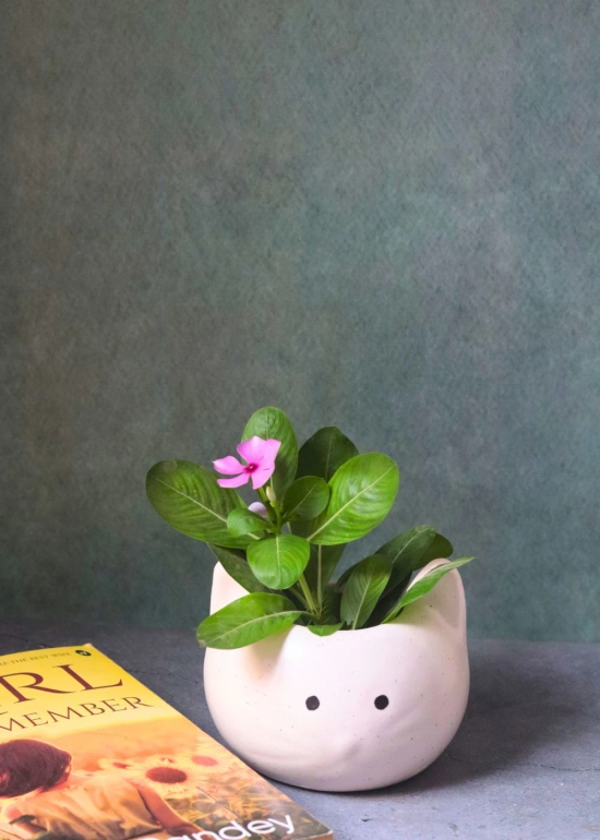 Kitty Planter