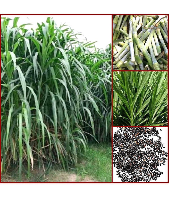 super napier grass pack of 500 seeds WITH USE MANUAL FOR OUTDOOR GARDENING USE ( USED IN ANIMAL FOOD)