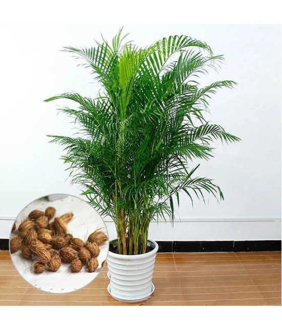 ARECA PALM ORNAMENTAL TREE - 5 SEEDS PACK WITH FREE POTTING SOIL AND USER MANUAL FOR INDOOR AND OUTDOOR HOME AND TERRACE GARDENING USE LOW PRICE AT SNAPDEAL ONLINE SHOP