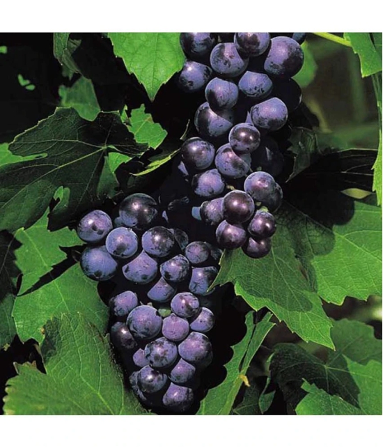 homeagro - Black Grape Fruit ( 20 Seeds )