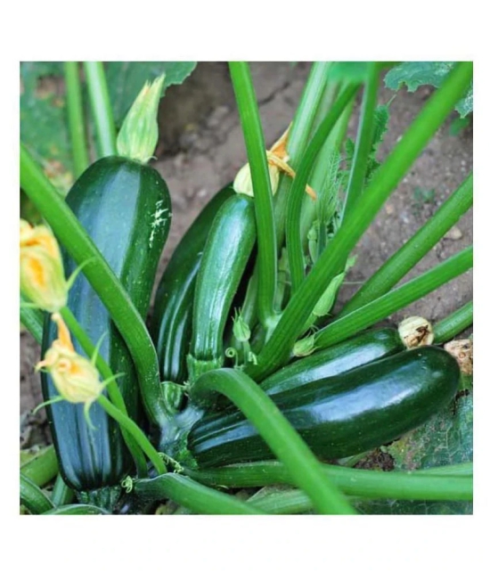 High Yielding F1 Hybrid Green Long Squash ( Zucchini ) Seeds 10