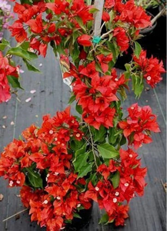 Bougainvillea(Red Colour)flower plant