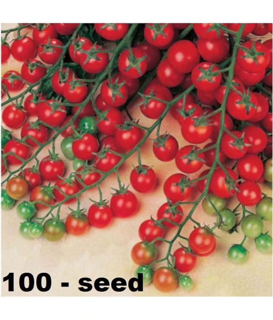 homeagro - Tomato Vegetable ( 100 Seeds )